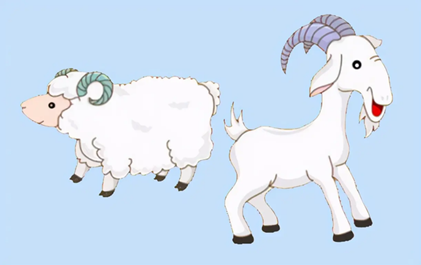 绵羊和山羊区别图